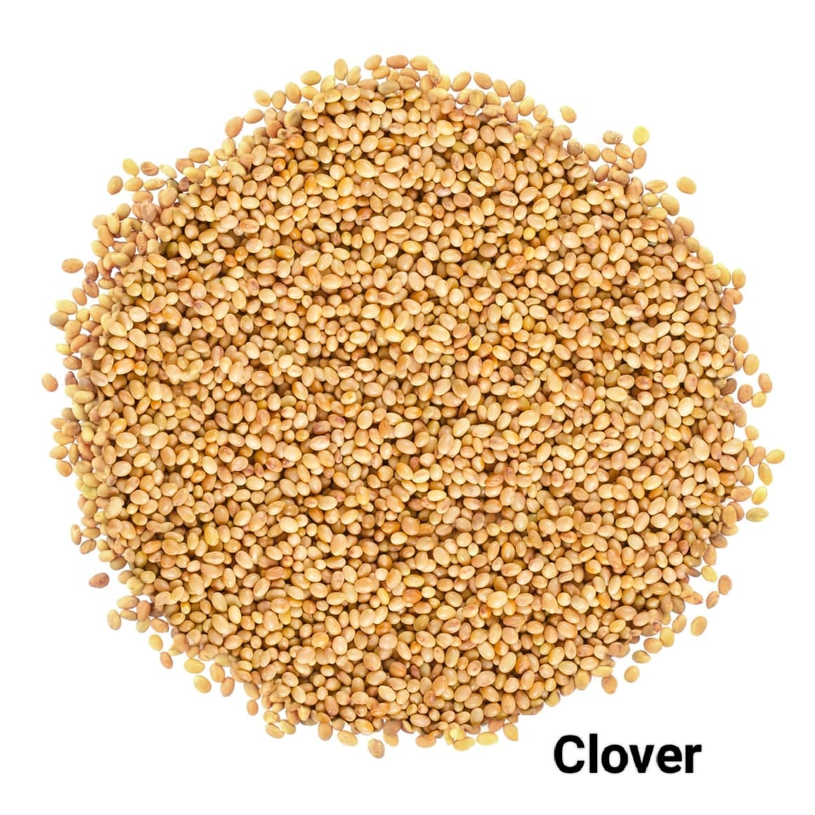 Seed
